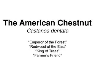 The American Chestnut Castanea dentata