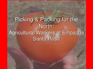 Picking &amp; Packing for the North: Agricultural Workers at Empaque Santa Rosa