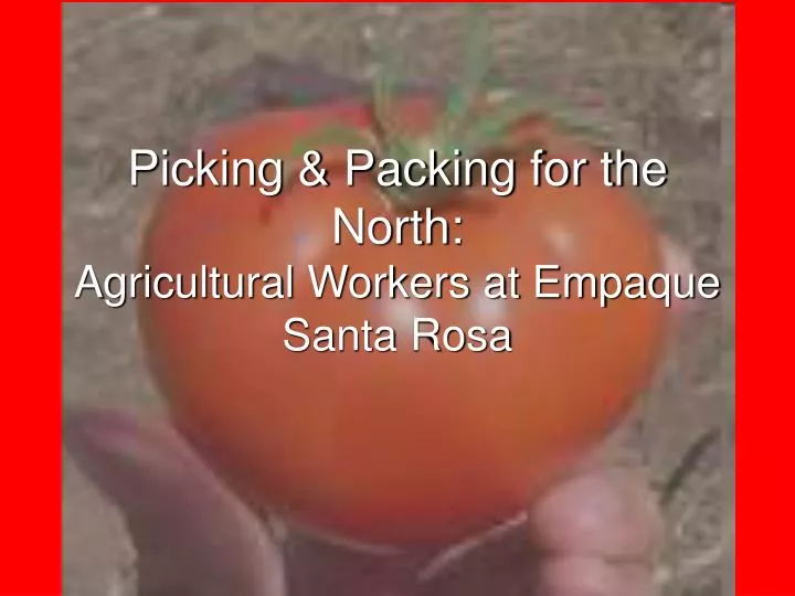 picking packing for the north agricultural workers at empaque santa rosa