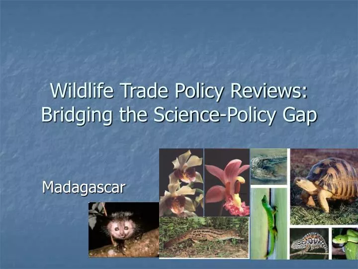 wildlife trade policy reviews bridging the science policy gap