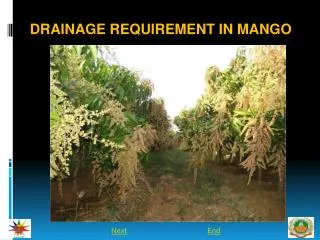 Drainage requirement in mango