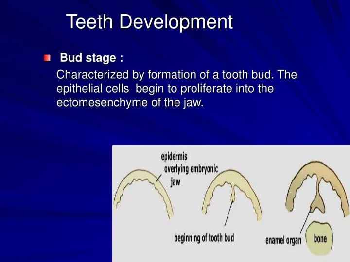 teeth development
