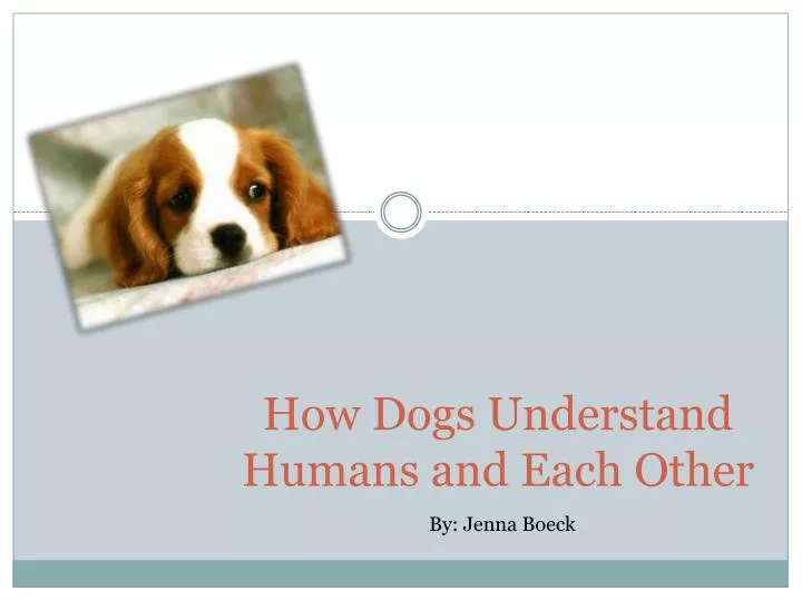 how dogs understand humans and each other