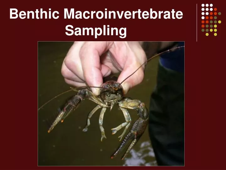 benthic macroinvertebrate sampling