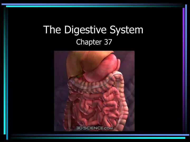 the digestive system