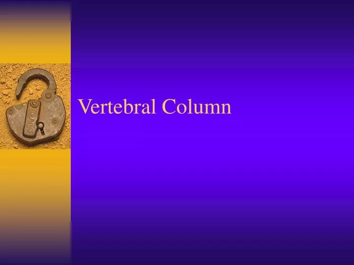 vertebral column