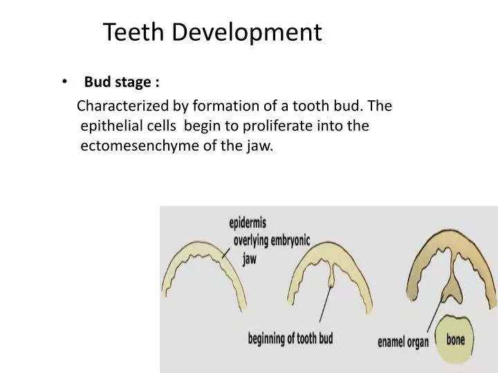 teeth development