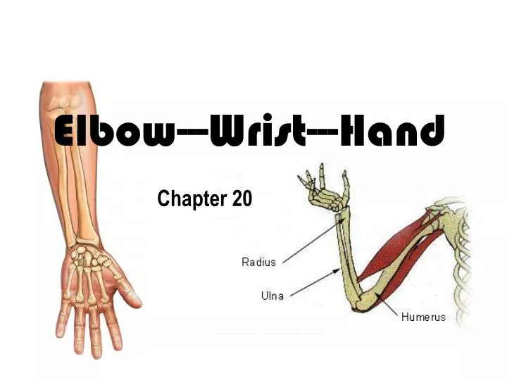 PPT - Elbow---Wrist---Hand PowerPoint Presentation, free download -  ID:1717608