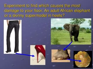 Experiment to find which causes the most damage to your floor: An adult African elephant or a skinny supermodel in heels