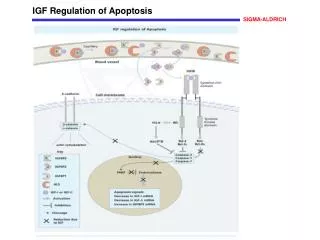 IGF Regulation of Apoptosis