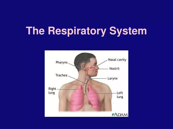 the respiratory system