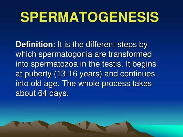 spermatogenesis