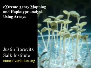 e X treme A rray M apping and Haplotype analysis Using Arrays Justin Borevitz Salk Institute naturalvariation.org