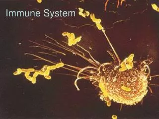 immune system