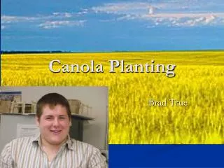 Canola Planting
