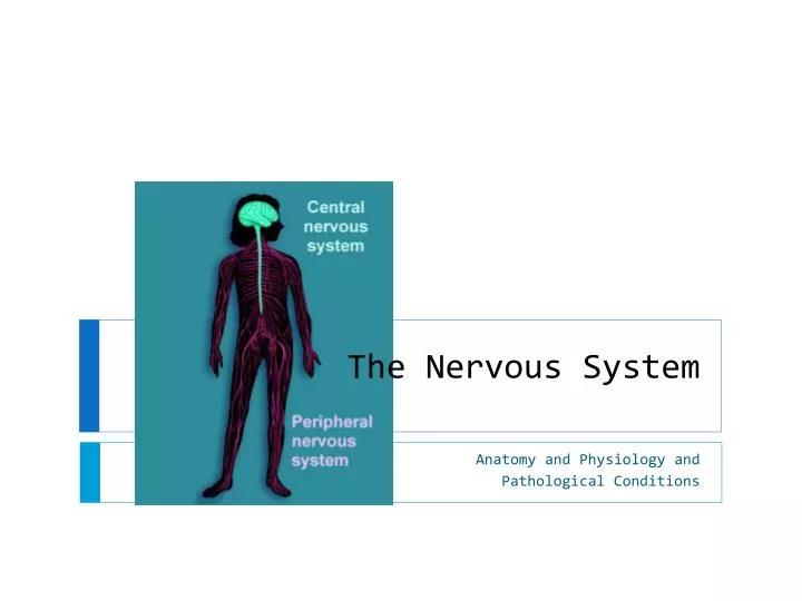 the nervous system