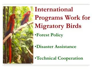 Forest Policy Disaster Assistance Technical Cooperation