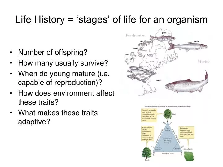 life history stages of life for an organism