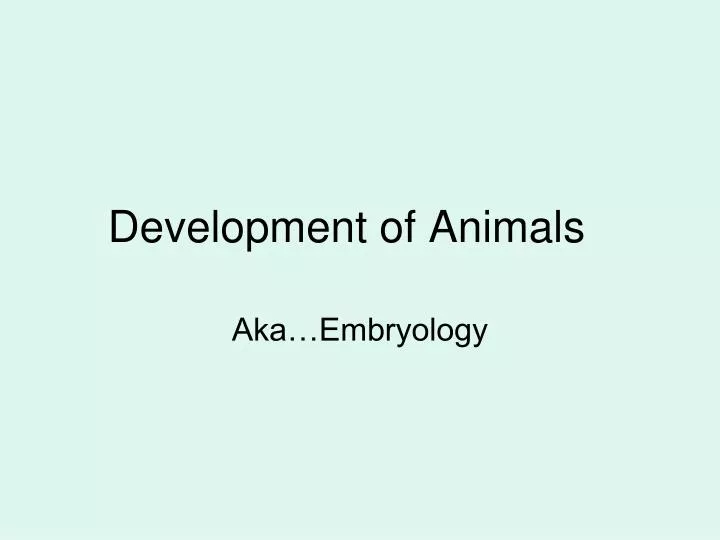 development of animals
