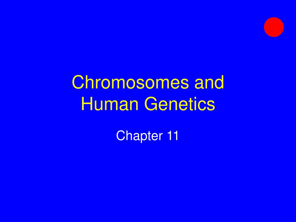 PPT - Chromosomes and Human Genetics PowerPoint Presentation, free ...