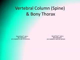 Vertebral Column (Spine) &amp; Bony Thorax