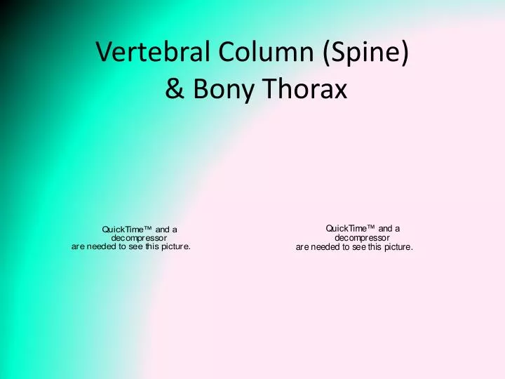 vertebral column spine bony thorax