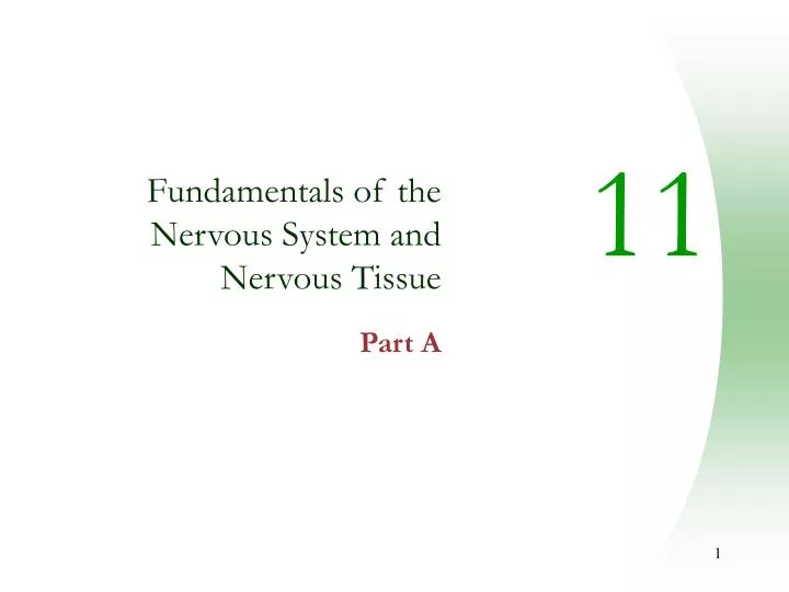 fundamentals of the nervous system and nervous tissue part a