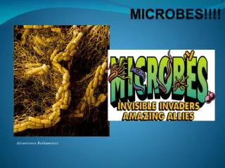 MICROBES!!!!