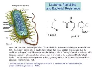 Lactams, Penicillins and Bacterial Resistance