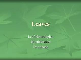 Leaves