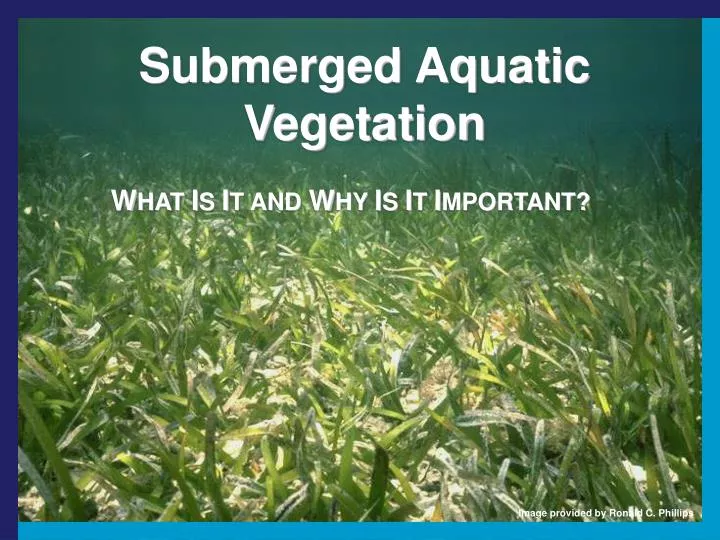 submerged aquatic vegetation