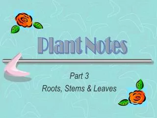Part 3 Roots, Stems &amp; Leaves