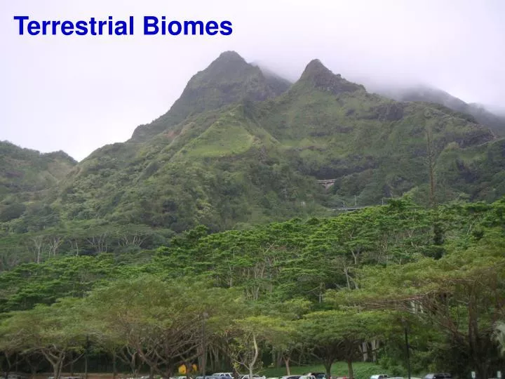 terrestrial biomes