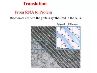 Ribosomes are here the protein synthesized in the cells