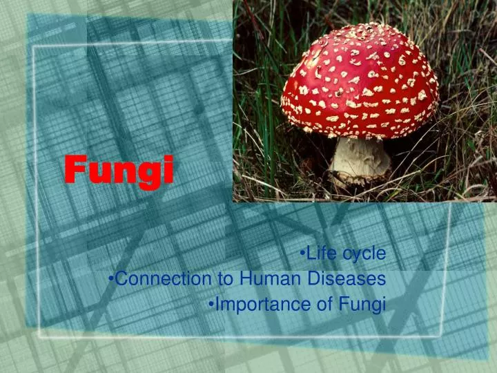 fungi