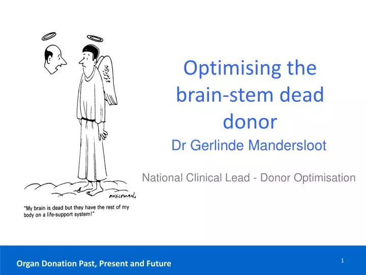 optimising the brain stem dead donor