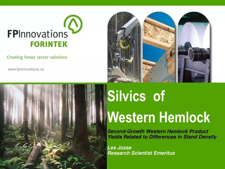 silvics of western hemlock