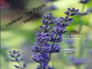 Lavender: The Purple Herb