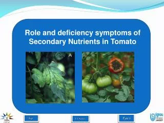 Role and deficiency symptoms of Secondary Nutrients in Tomato
