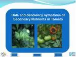 Role and deficiency symptoms of Secondary Nutrients in Tomato