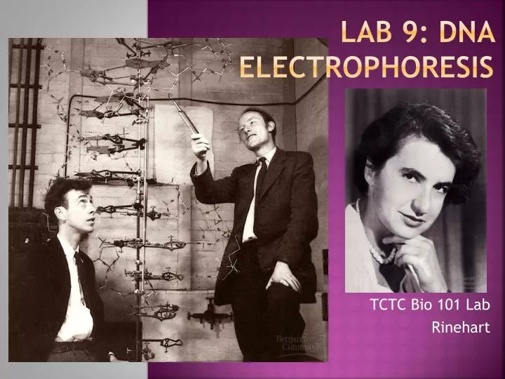 lab 9 dna electrophoresis