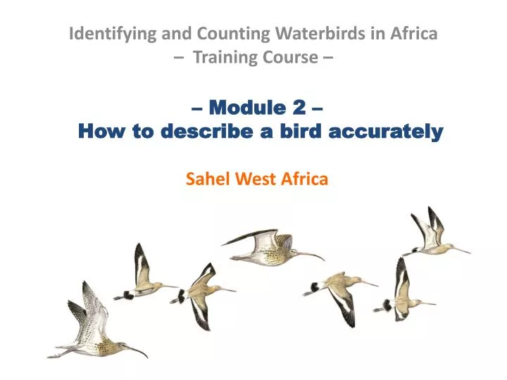 module 2 how to describe a bird accurately sahel west africa