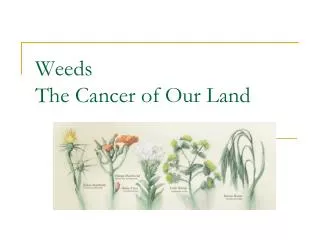 Weeds The Cancer of Our Land