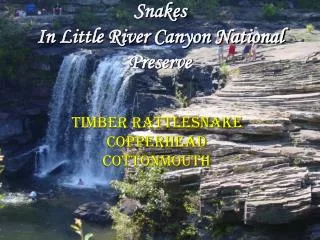 Snakes In Little River Canyon National Preserve