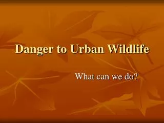 Danger to Urban Wildlife