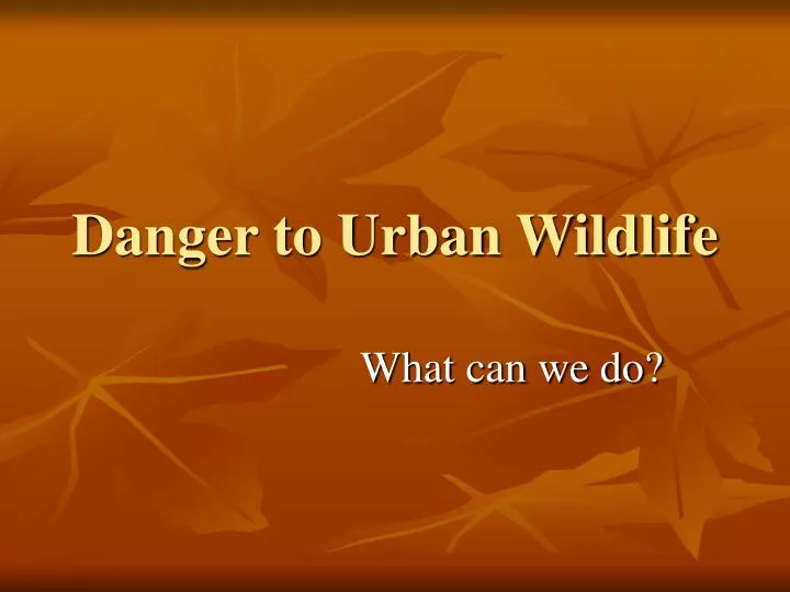 danger to urban wildlife
