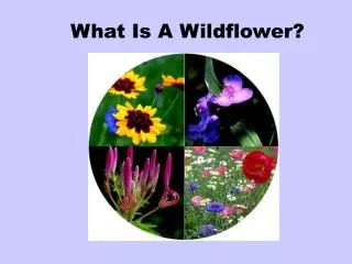 What Is A Wildflower?