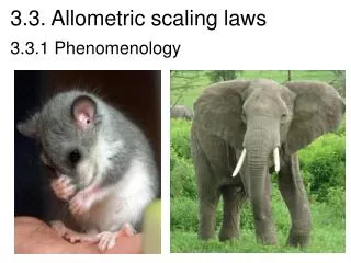 3.3. Allometric scaling laws