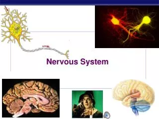 Nervous System