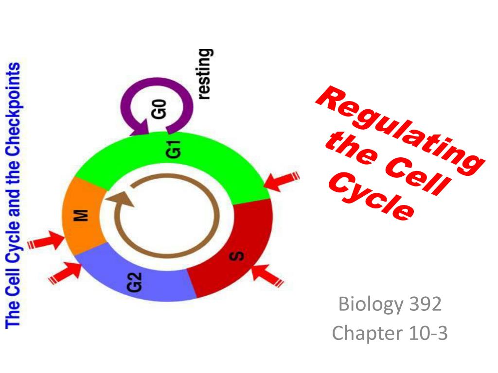 PPT - Regulating the Cell Cycle PowerPoint Presentation, free download ...